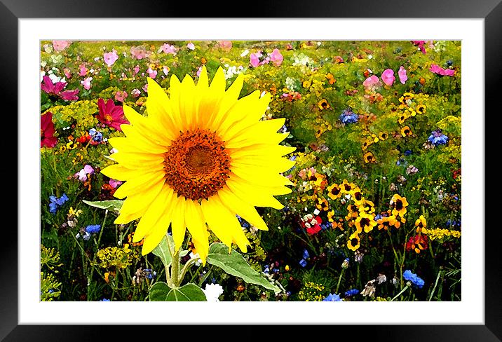 yellow flower Framed Mounted Print by Ray Canham