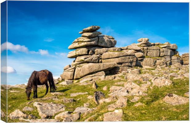 Dartmoor pony at  Great Staple Tor Canvas Print by Andrew Michael