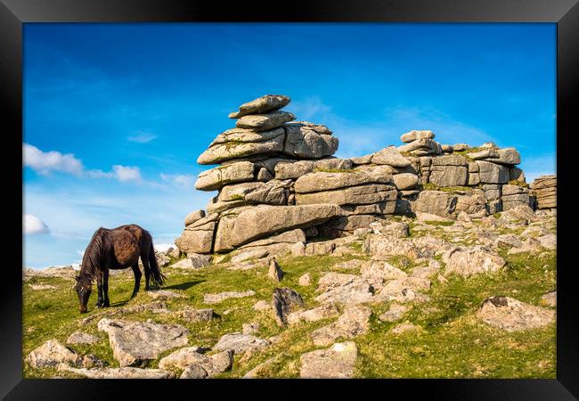 Dartmoor pony at  Great Staple Tor Framed Print by Andrew Michael
