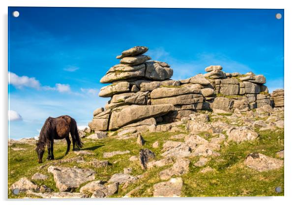 Dartmoor pony at  Great Staple Tor Acrylic by Andrew Michael