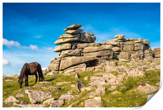 Dartmoor pony at  Great Staple Tor Print by Andrew Michael