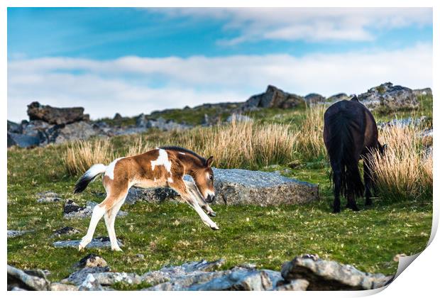Frolicking baby pony on Dartmoor Print by Andrew Michael
