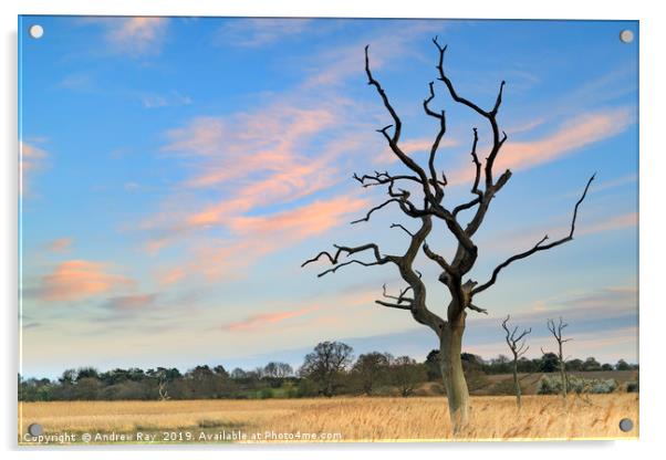 Sunset at Snape Maltings Acrylic by Andrew Ray