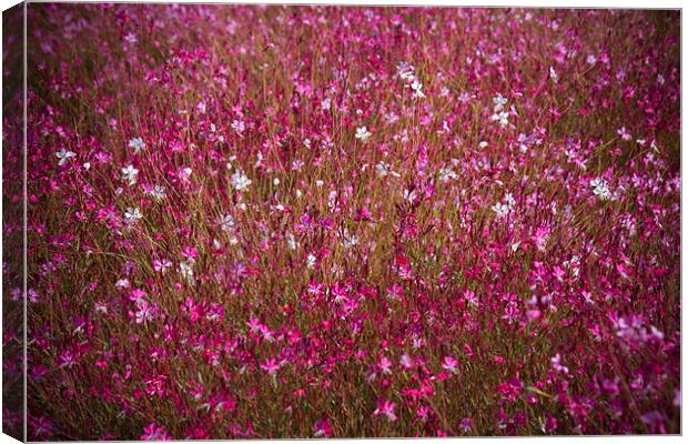 Wild Floral Display Canvas Print by David Hare