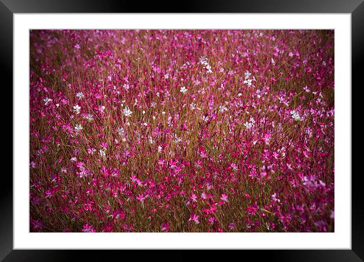 Wild Floral Display Framed Mounted Print by David Hare