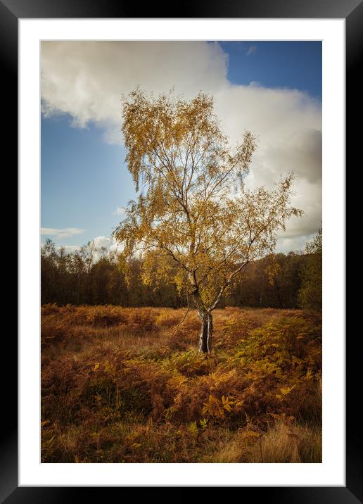 Autumn Birch Tree Framed Mounted Print by Mark Harrop