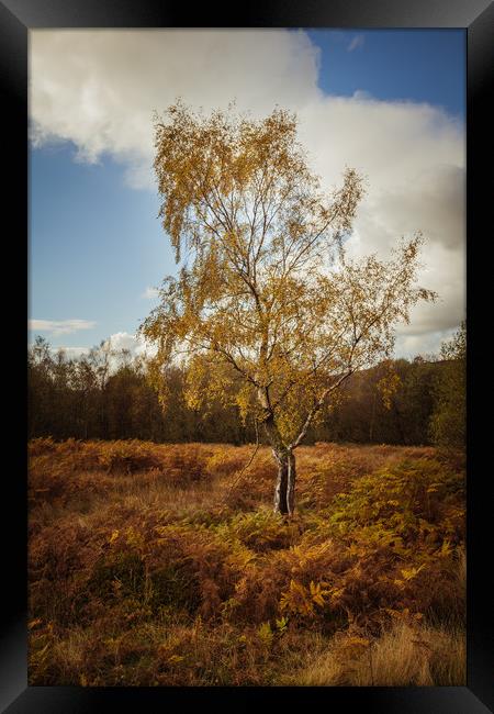 Autumn Birch Tree Framed Print by Mark Harrop