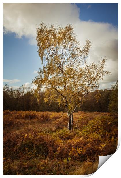 Autumn Birch Tree Print by Mark Harrop