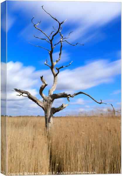 Lone tree in reeds (Snape Maltings) Canvas Print by Andrew Ray