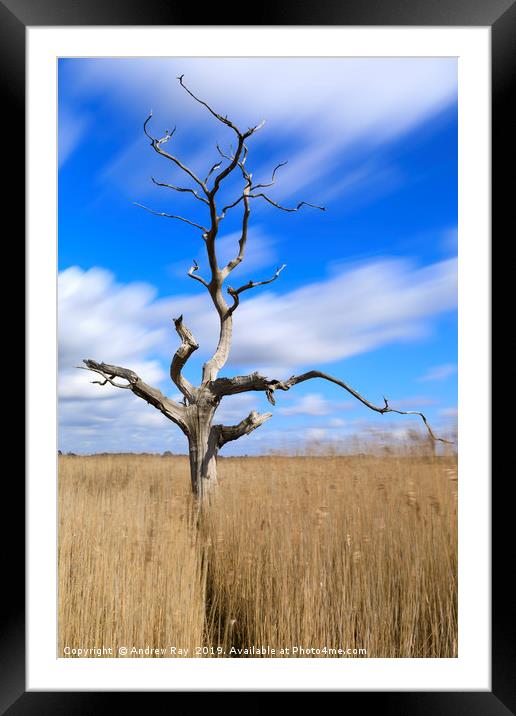 Lone tree in reeds (Snape Maltings) Framed Mounted Print by Andrew Ray