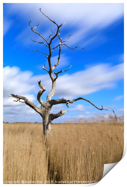 Lone tree in reeds (Snape Maltings) Print by Andrew Ray