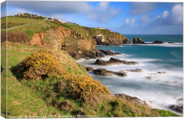 Gorse on the clifftop (Lizard) Canvas Print by Andrew Ray