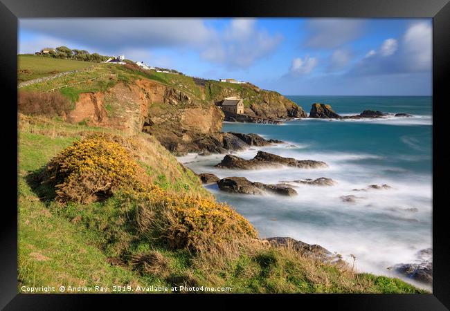 Gorse on the clifftop (Lizard) Framed Print by Andrew Ray