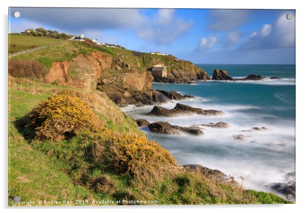 Gorse on the clifftop (Lizard) Acrylic by Andrew Ray