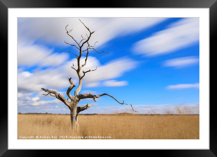 Tree on Snape Maltings Framed Mounted Print by Andrew Ray