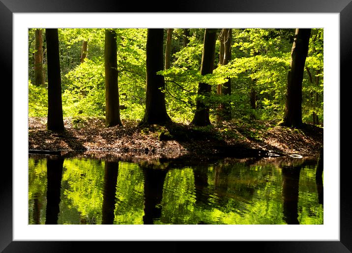 Trees in the Waterloopbos forest Framed Mounted Print by John Stuij
