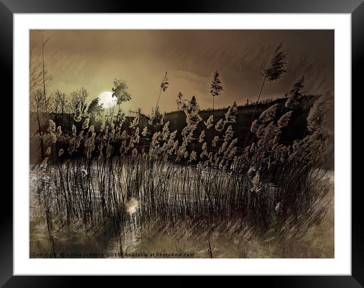      Grass in the moonlight                        Framed Mounted Print by sylvia scotting
