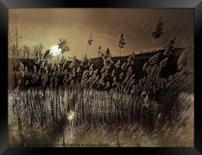      Grass in the moonlight                        Framed Print by sylvia scotting