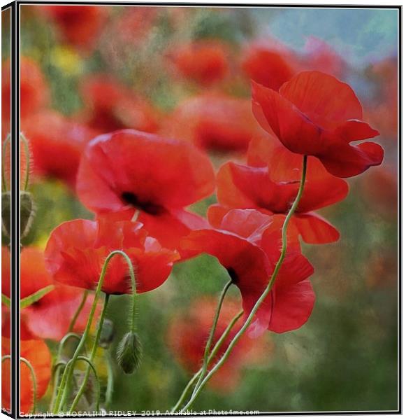 "Arty Poppies" Canvas Print by ROS RIDLEY