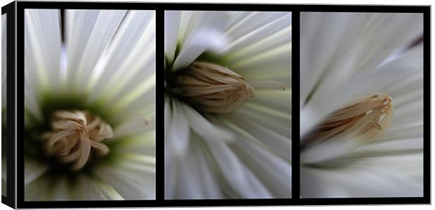 Chrysanthemum triptych Canvas Print by Doug McRae