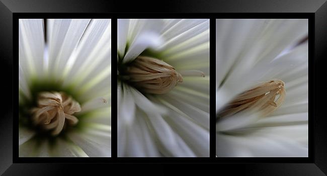 Chrysanthemum triptych Framed Print by Doug McRae