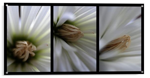 Chrysanthemum triptych Acrylic by Doug McRae