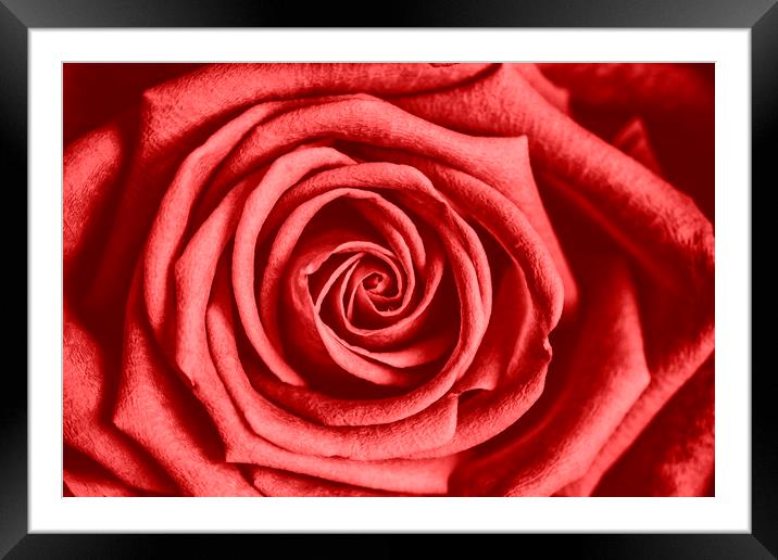 Red Rose Framed Mounted Print by David Hare