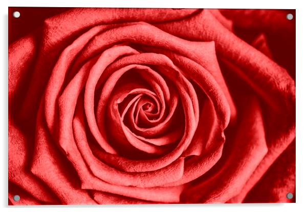 Red Rose Acrylic by David Hare