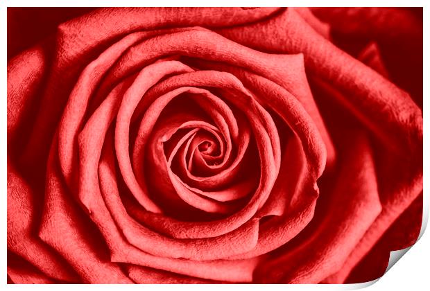 Red Rose Print by David Hare