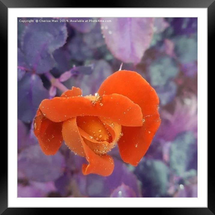 A closed orange rose flower  Framed Mounted Print by Cherise Man