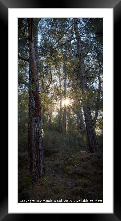 Forest illuminated  Framed Mounted Print by Amanda Wood