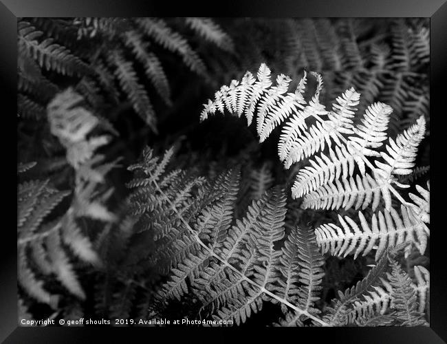 Ferns in summer rain Framed Print by geoff shoults