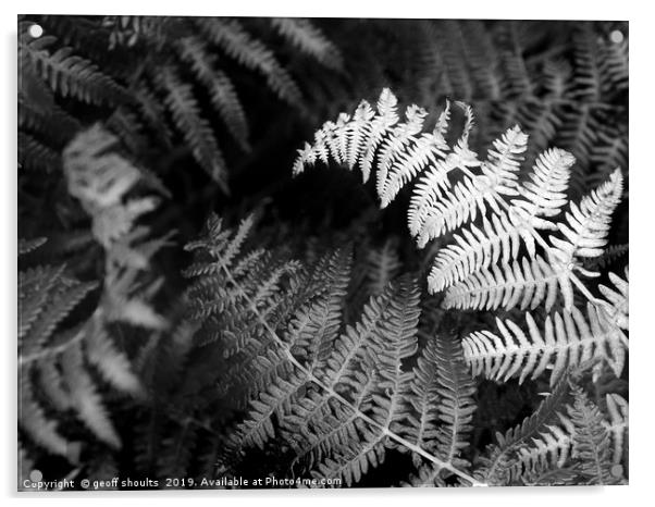 Ferns in summer rain Acrylic by geoff shoults