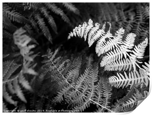 Ferns in summer rain Print by geoff shoults