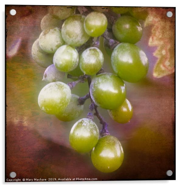 Grapes on the Vine Acrylic by Mary Machare