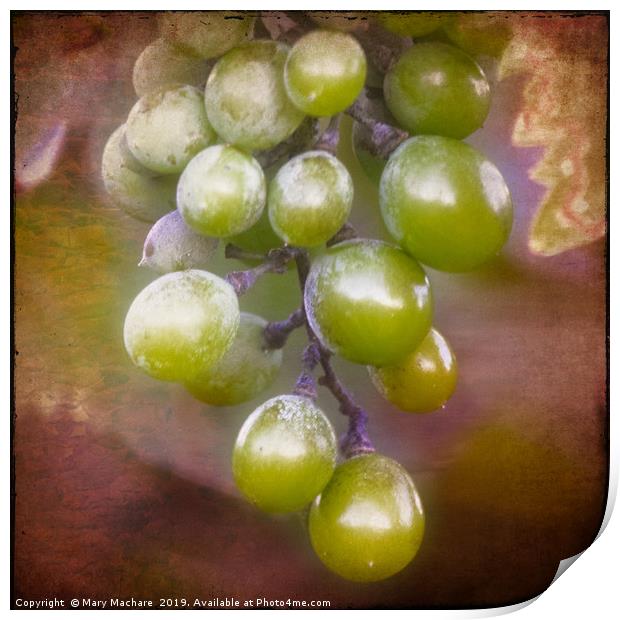 Grapes on the Vine Print by Mary Machare