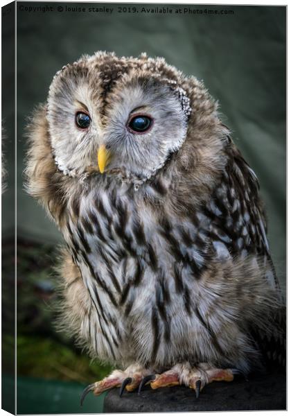 Ural Owl Canvas Print by louise stanley