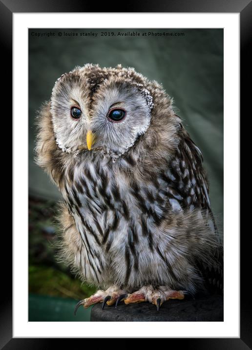 Ural Owl Framed Mounted Print by louise stanley
