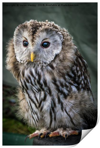 Ural Owl Print by louise stanley