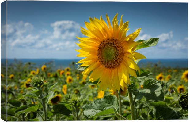 Sunflowers on the Gower peninsula Canvas Print by Leighton Collins