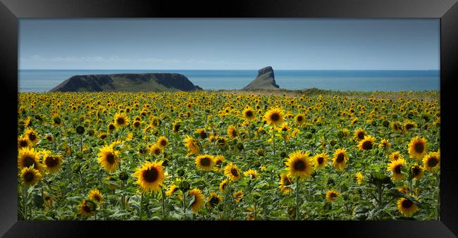 A field of Sunflowers Framed Print by Leighton Collins