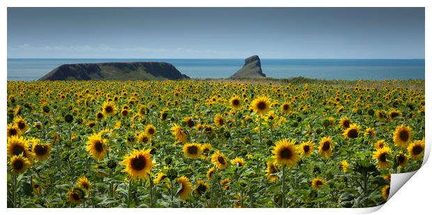 A field of Sunflowers Print by Leighton Collins