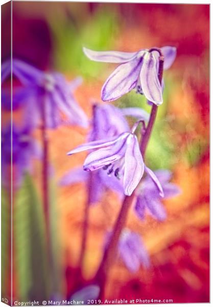 Spanish Squill Canvas Print by Mary Machare