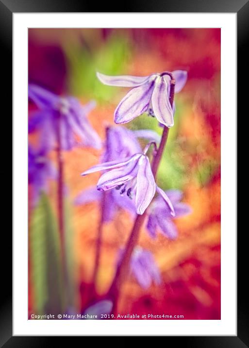 Spanish Squill Framed Mounted Print by Mary Machare
