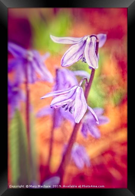 Spanish Squill Framed Print by Mary Machare