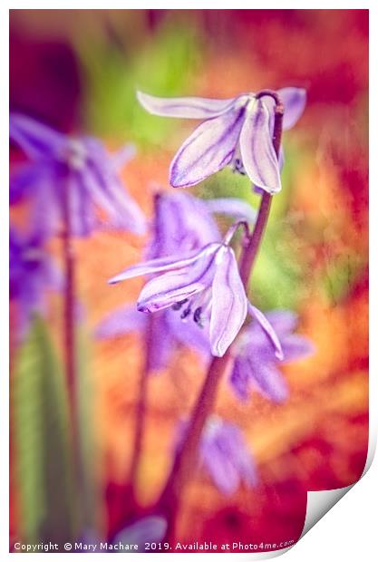 Spanish Squill Print by Mary Machare
