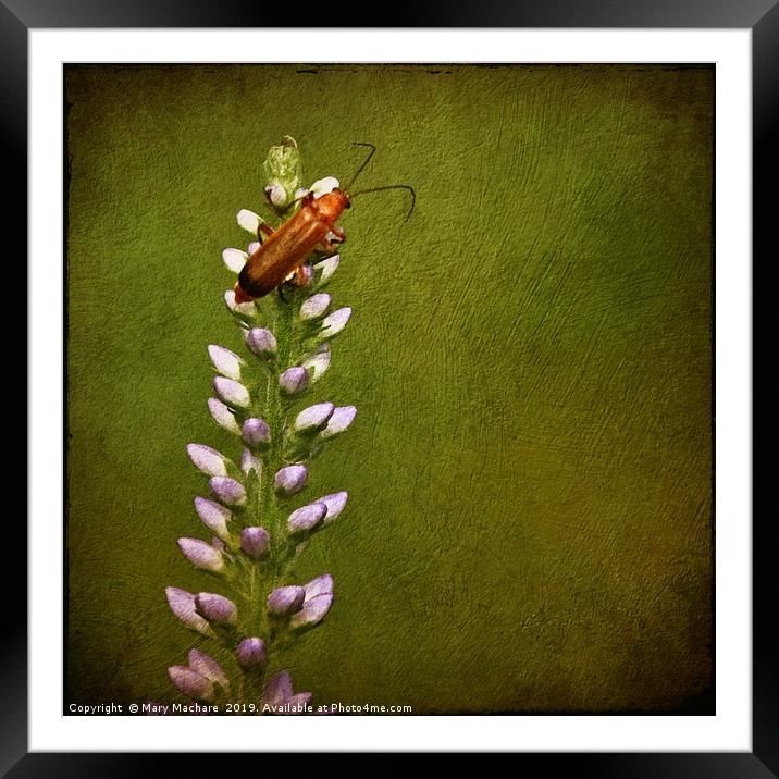 Red Beetle on Flower Framed Mounted Print by Mary Machare