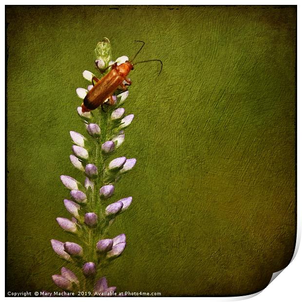 Red Beetle on Flower Print by Mary Machare