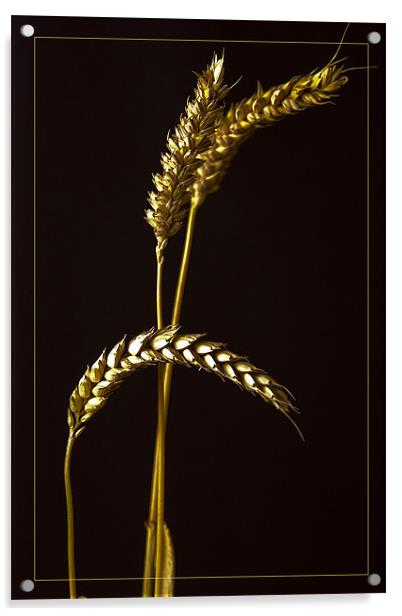Golden Barley Acrylic by Brian Beckett