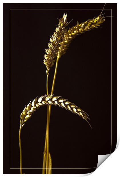 Golden Barley Print by Brian Beckett